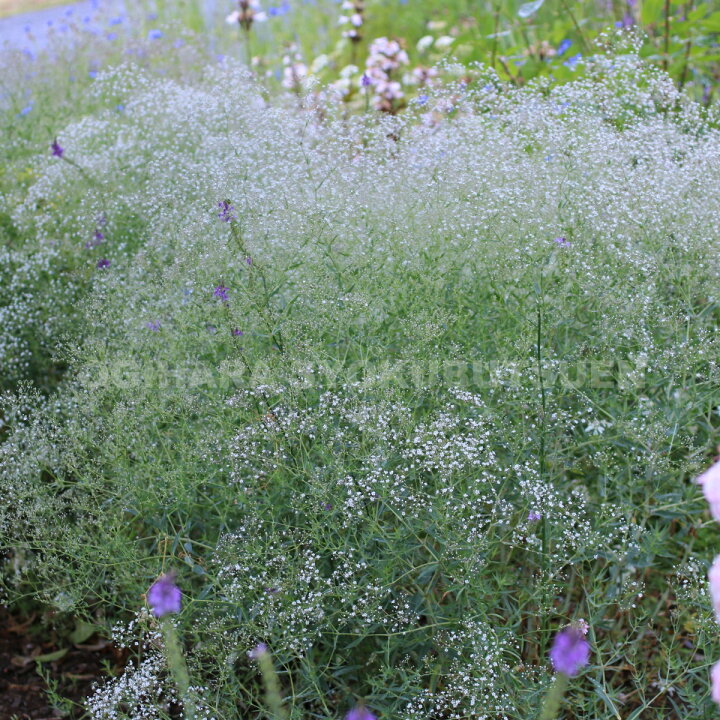 楽天市場 スターチス ラティフォリウム おぎはら植物園