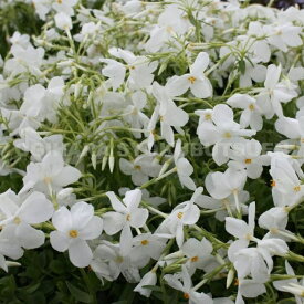 ツルハナシノブ　白花 （フロックス　ストロニフェラ）