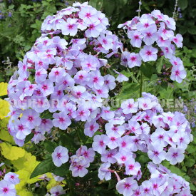 楽天市場 苗物 種類 植物 フロックス ガーデニング 農業 花 ガーデン Diy の通販