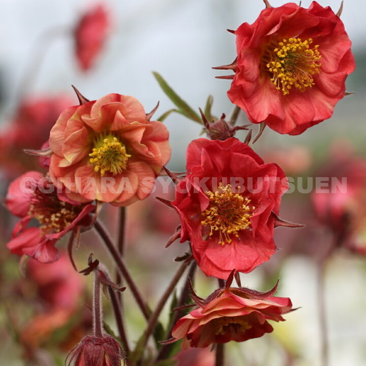 楽天市場 ゲウム フレームオブパッション おぎはら植物園