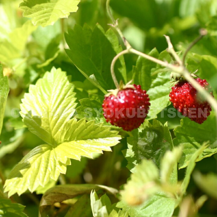 楽天市場 ワイルドストロベリー ゴールデンアレキサンドリア おぎはら植物園