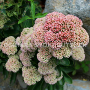 セダム(ベンケイソウ) ‘オータム ジョイ’