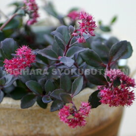 セダム（ミセバヤ） ‘バートラム アンダーソン’（カラス葉ミセバヤ）