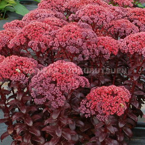 Z_ixPC\Ej e_[N }WbNf