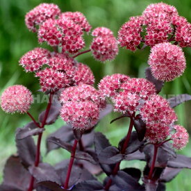 セダム（ベンケイソウ） ‘パープル エンペラー’