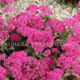 セダム（ベンケイソウ） ‘サンダー ヘッド’