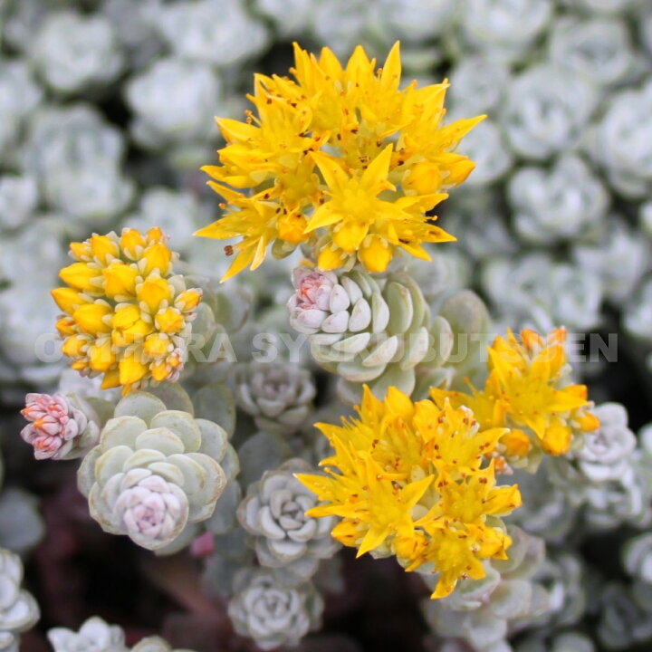楽天市場 白雪ミセバヤ おぎはら植物園 楽天市場 白雪ミセバヤ おぎはら植物園