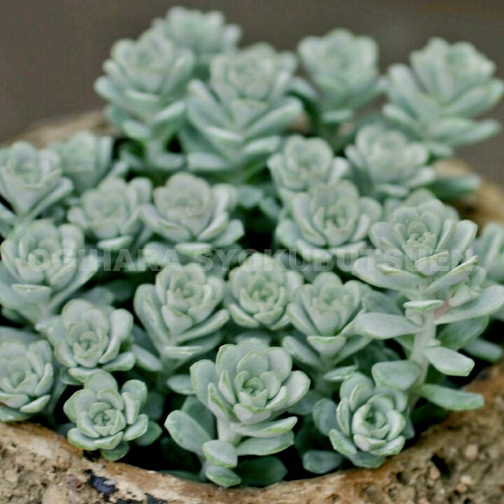 楽天市場 白雪ミセバヤ おぎはら植物園 楽天市場 白雪ミセバヤ おぎはら植物園