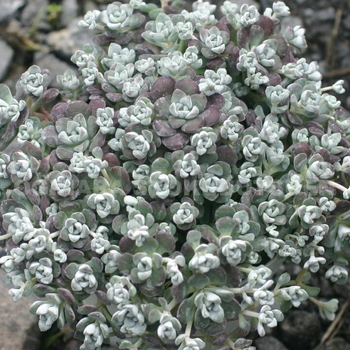 楽天市場 白雪ミセバヤ おぎはら植物園