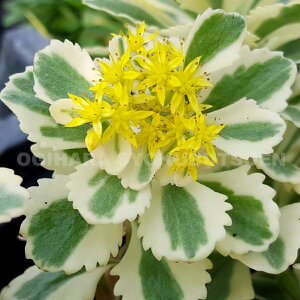 Z_i^PV}L\Ej eAgeBXf(PVP)