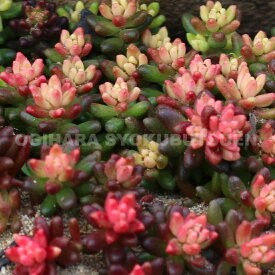 セダム ‘ベッラ・デ・インヴェルノ’