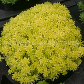 セダム ‘ドリーム スター’