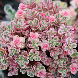 セダム(コーカサスキリンソウ) ‘トリカラー’