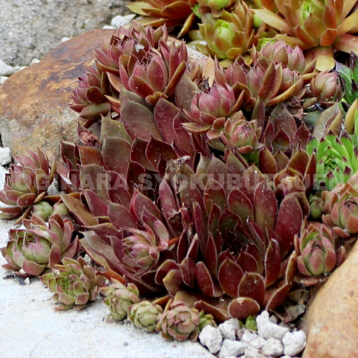 楽天市場 センペルビブム ブロンコ おぎはら植物園