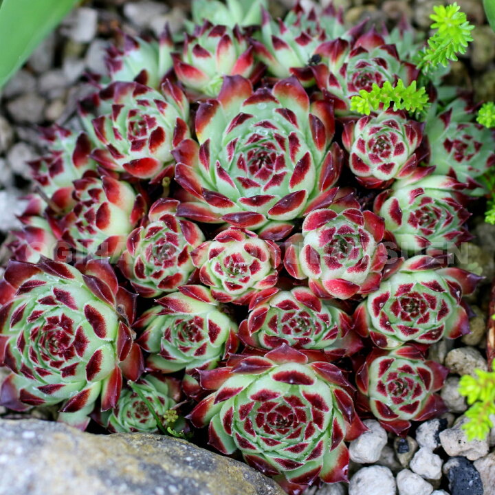 楽天市場 センペルビブム ギョーム おぎはら植物園