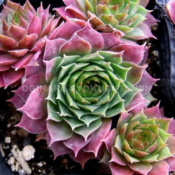 楽天市場 センペルビブム ユートピア おぎはら植物園