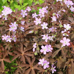 tE\EiQjEj }N^ eGXvb\f