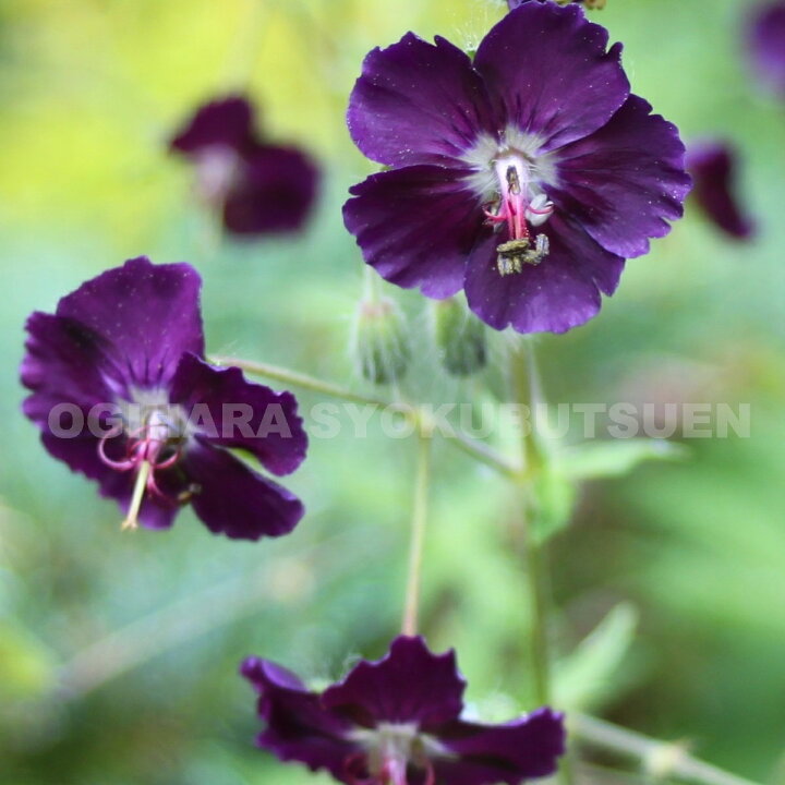 楽天市場 フウロ草 ゲラニウム ファエウム 黒花フウロ おぎはら植物園