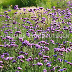 バーベナ　ボナリエンシス （三尺バーベナ）