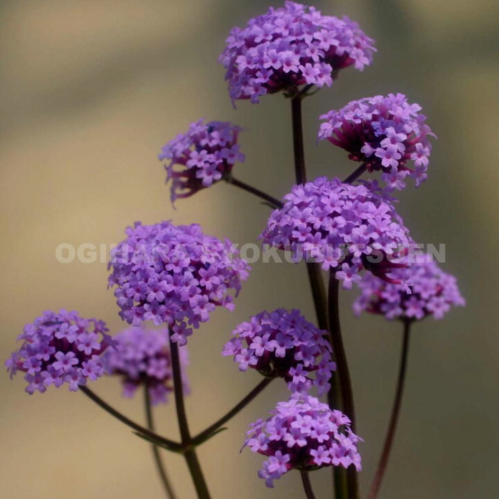 楽天市場 バーベナ ボナリエンシス 三尺バーベナ おぎはら植物園