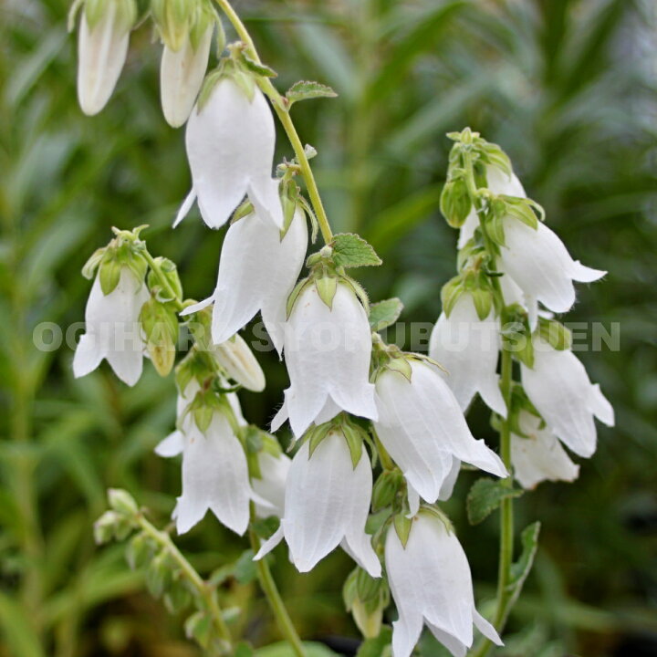 楽天市場 カンパニュラ アイボリーベルズ おぎはら植物園