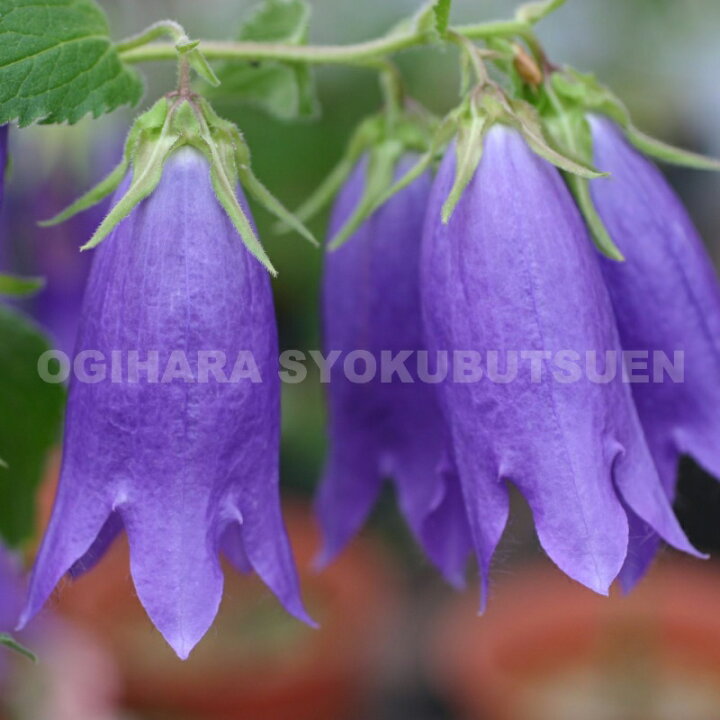楽天市場 カンパニュラ サラストロ 青花ホタルブクロ おぎはら植物園