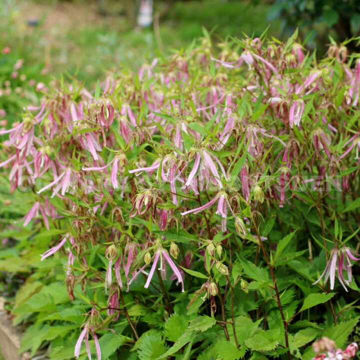 楽天市場 ホタルブクロ ピンクオクトパス おぎはら植物園