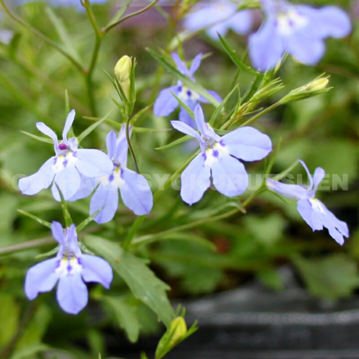 楽天市場 宿根ロベリア リチャードソニー おぎはら植物園