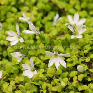 veBA eC J[ybgf(PVP)iGN{\Ej