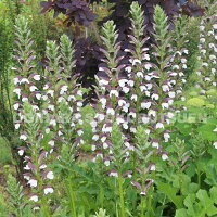 アカンサスモーリス