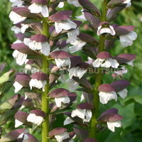 アカンサスモーリス