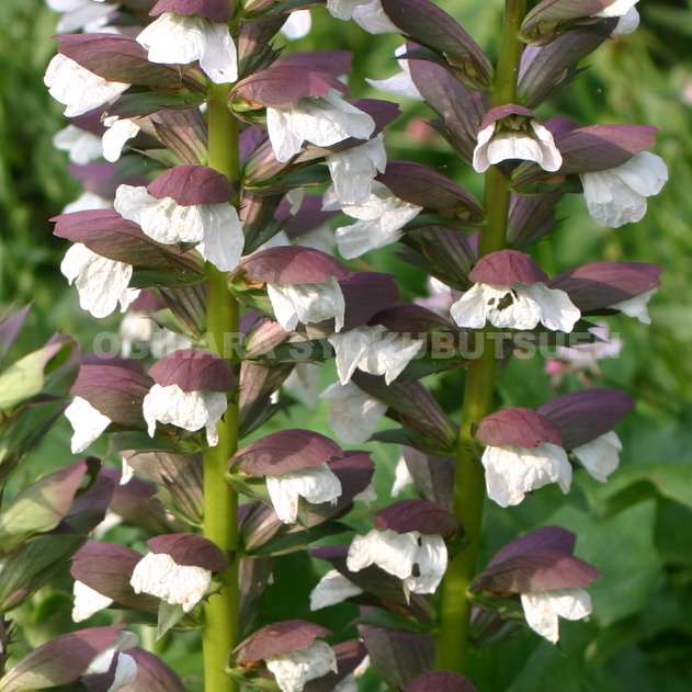 アカンサスモーリス