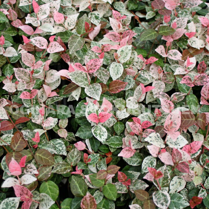 楽天市場】初雪カズラ : おぎはら植物園
