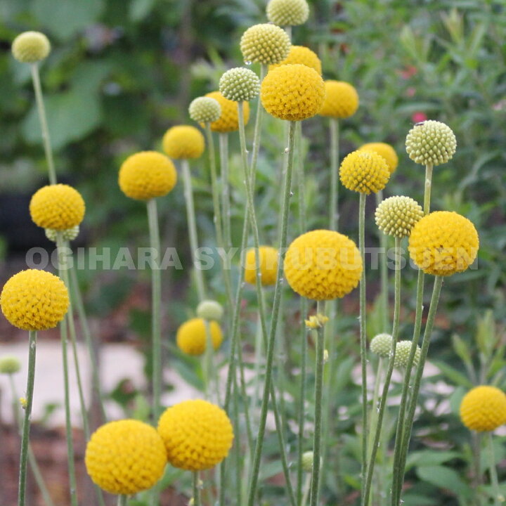 楽天市場 クラスペディア グロボーサ おぎはら植物園