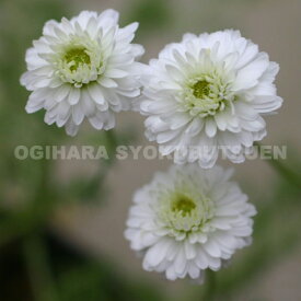 ダブルフラワーカモミール