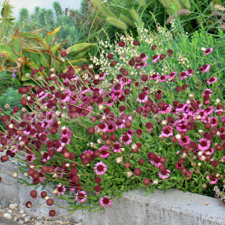 楽天市場 ガイラルディア グレープ センセーション おぎはら植物園