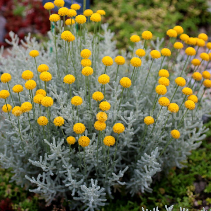 楽天市場 サントリナ ランブルック シルバー おぎはら植物園