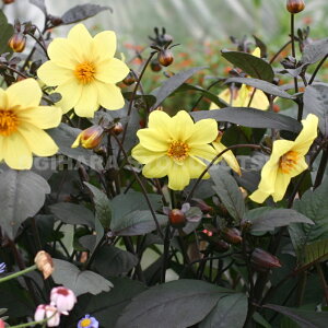 _A e~bhiCg [fi=eubN iCg'j