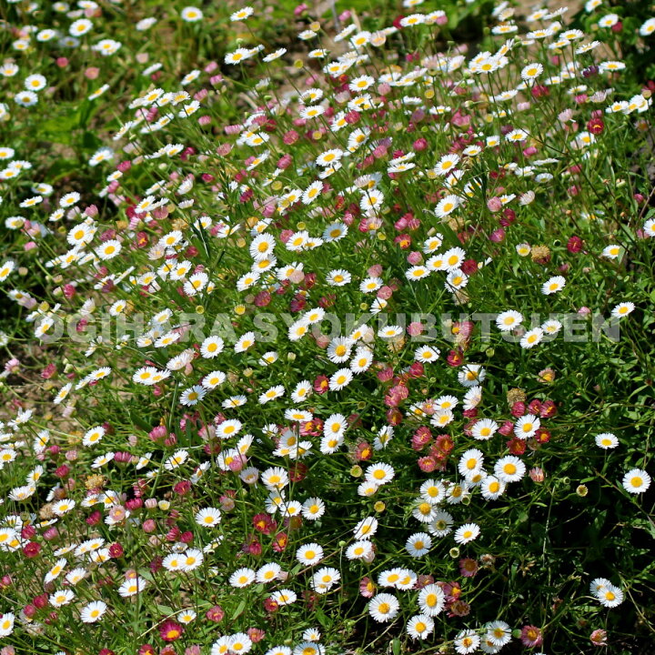 楽天市場 源平小菊 エリゲロン おぎはら植物園