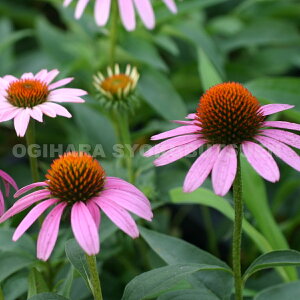 エキナセア 苗 パープレアの人気商品 通販 価格比較 価格 Com