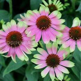 エキナセア ‘ヴィンテージ ライム’