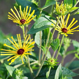 ルドベキア ‘ヘンリー アイラーズ’