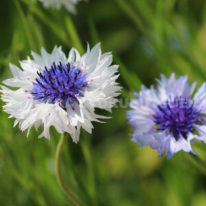 Zg[Aiԋej eNVbN@t@^XeBbNf