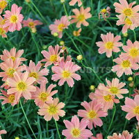 コレオプシス‘スイートマーマレード’