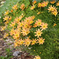 コレオプシス‘スイートマーマレード’