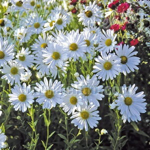 ジャイアント デージー(レウカンセメラ セロティナ)