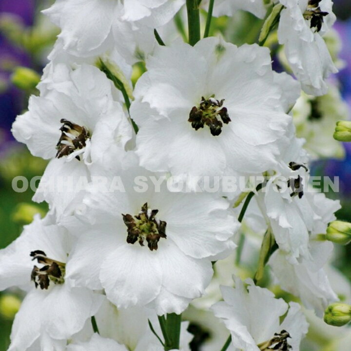 楽天市場 デルフィニウム ブラックアイ エンジェルス おぎはら植物園