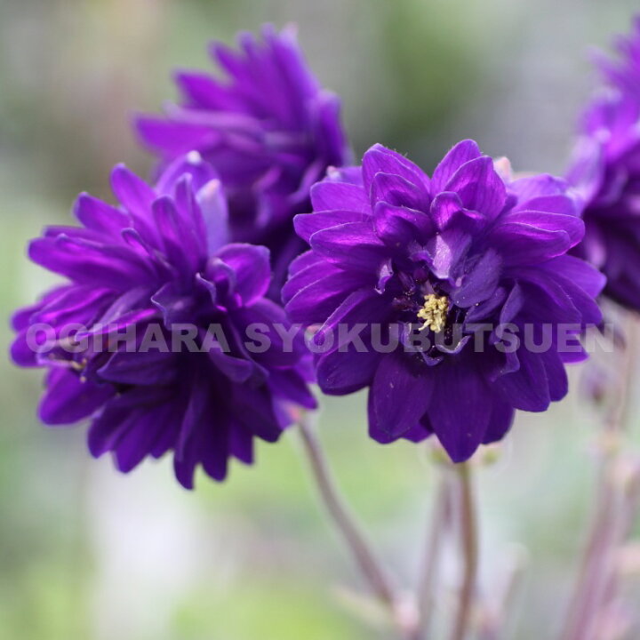 楽天市場 オダマキ ブルーバロー おぎはら植物園 楽天市場 オダマキ ブルーバロー おぎはら植物園