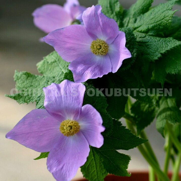 楽天市場 シラネアオイ おぎはら植物園 楽天市場 シラネアオイ おぎはら植物園