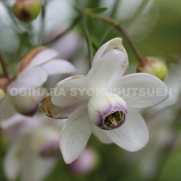 楽天市場 レンゲショウマ おぎはら植物園 楽天市場 レンゲショウマ おぎはら植物園